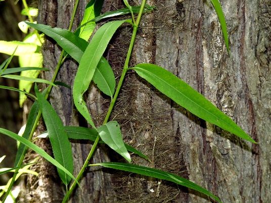 {Salix nigra}